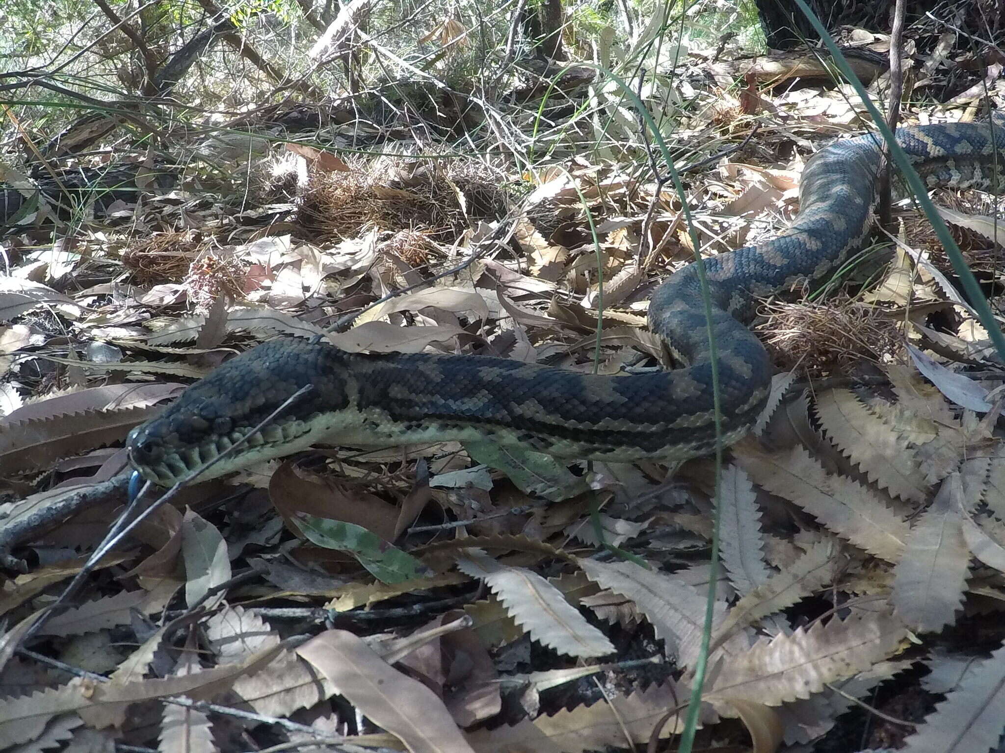 Image of Morelia spilota mcdowelli Wells & Wellington 1984