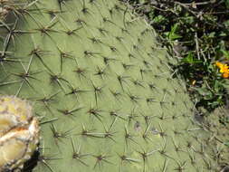 Plancia ëd <i>Opuntia oligacantha</i>