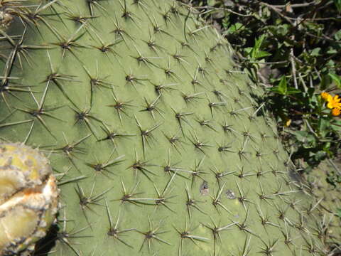 Sivun <i>Opuntia oligacantha</i> kuva