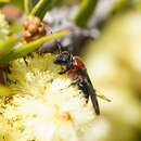 Image de Lasioglossum callomelittinum (Cockerell 1910)