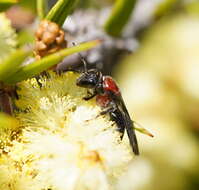 Lasioglossum callomelittinum (Cockerell 1910)的圖片