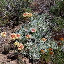 Image of Eriogonum douglasii var. elkoense Reveal