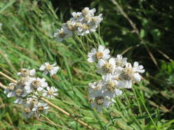 Image of Sneezeweed