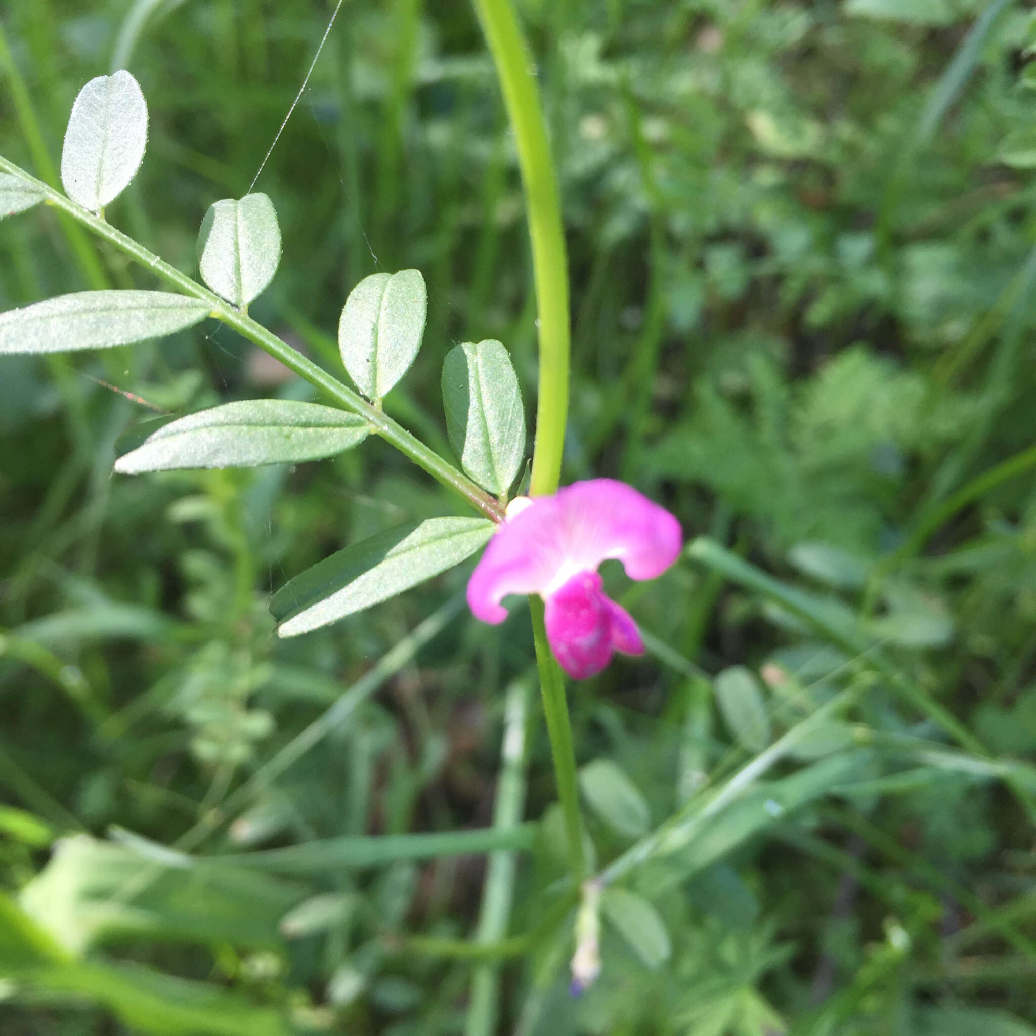 Imagem de Vicia sativa subsp. sativa