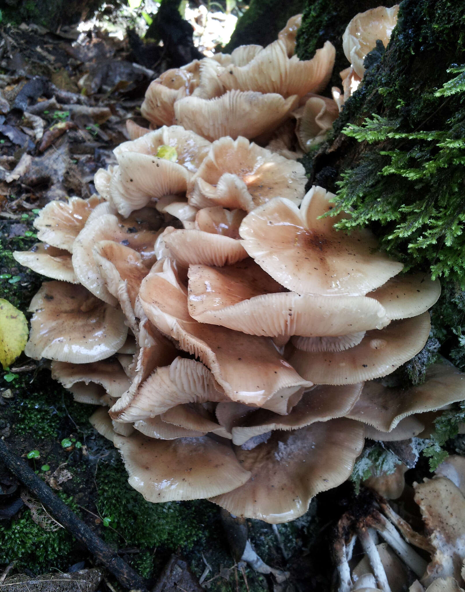 Image of Armillaria novae-zelandiae (G. Stev.) Boesew. 1977