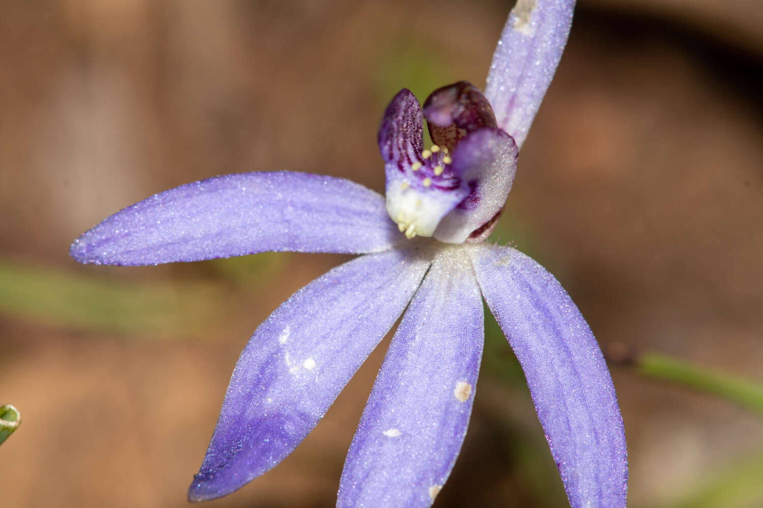 Image of Eastern tiny blue china orchid