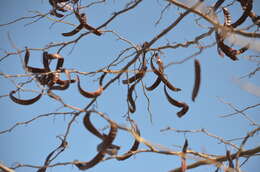 Image of Gleditsia triacanthos f. inermis (L.) C. K. Schneid.