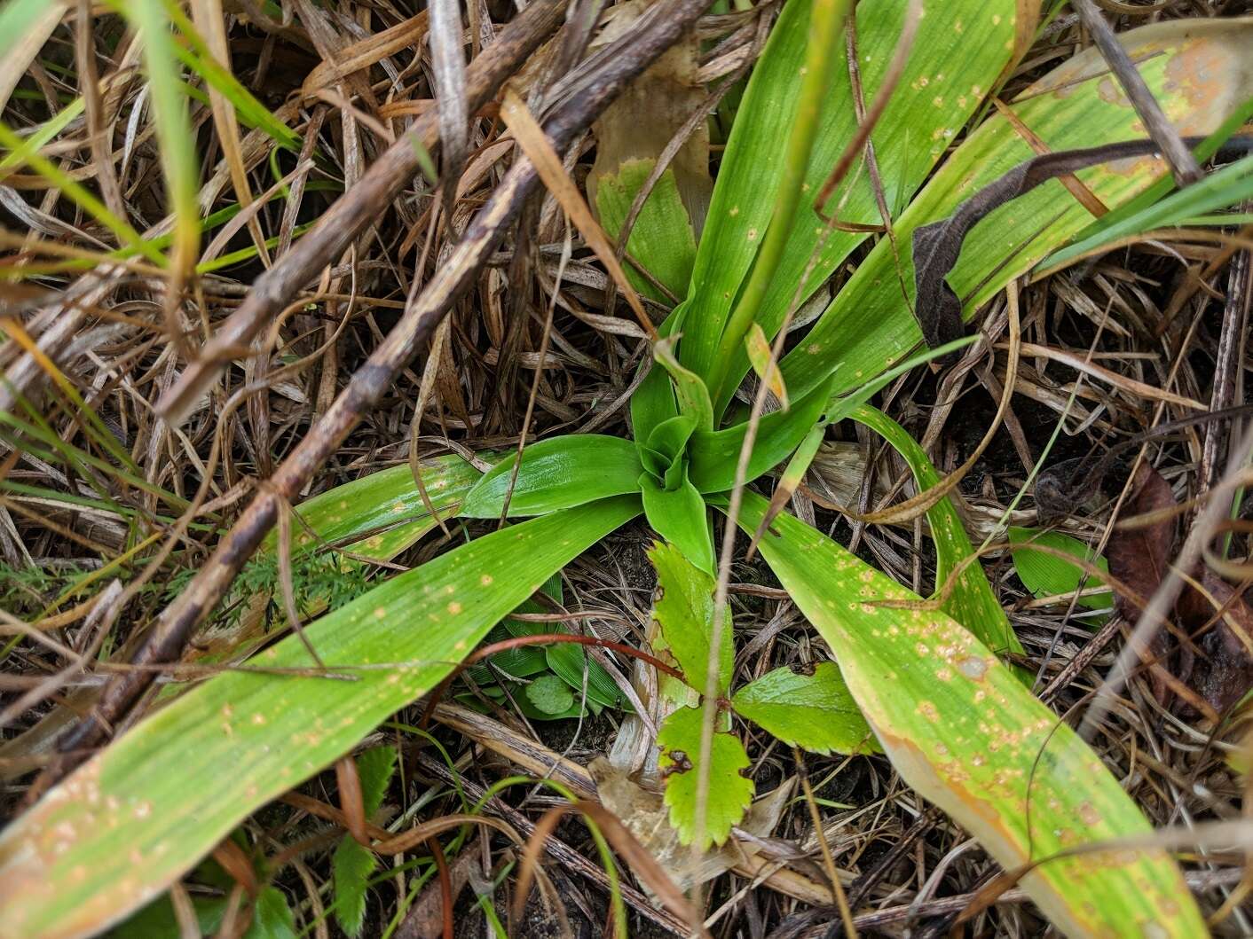 Image of white colicroot