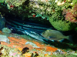 Image of Pyjama Shark