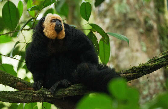 Image of White-faced Saki