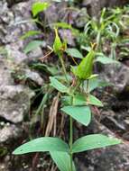 Image of Hypericum ascyron subsp. pyramidatum (Dryand. ex Ait.) N. Robson