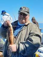 Image of Red hake