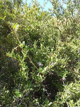 Image of Solanum guineense