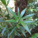 Image of Leucopogon malayanus subsp. malayanus