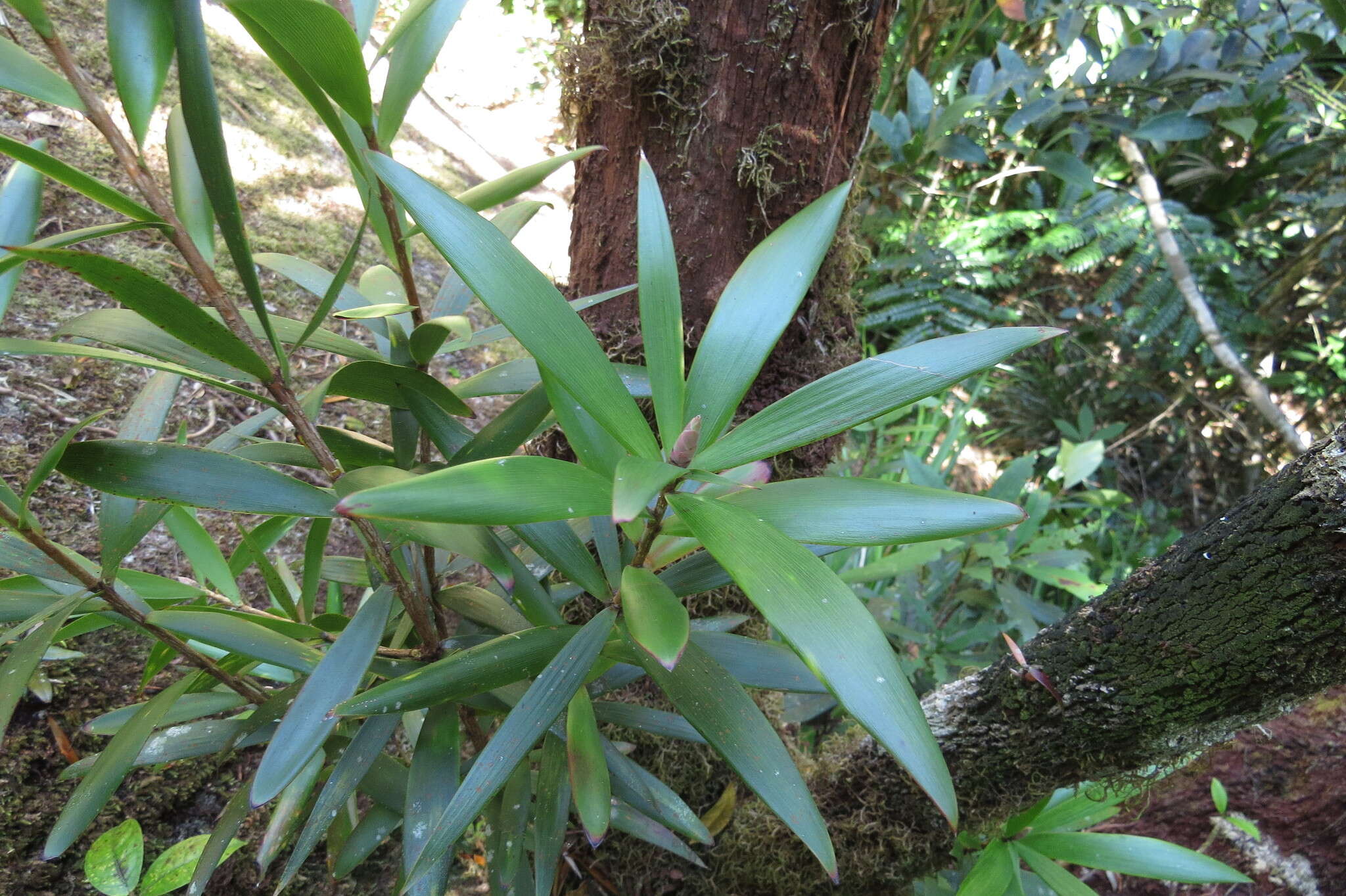 Plancia ëd Leucopogon malayanus Jack