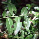 Image of Scutia buxifolia Reiss.