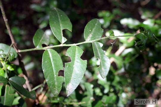 Image of Scutia buxifolia Reiss.