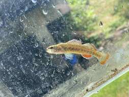 Image of Redfin Darter