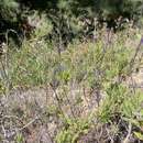 Image of Lavandula canariensis subsp. palmensis Upson & S. Andrews