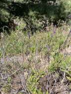 Image of Lavandula canariensis subsp. palmensis Upson & S. Andrews