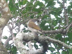 Image of Lesser Honeyguide