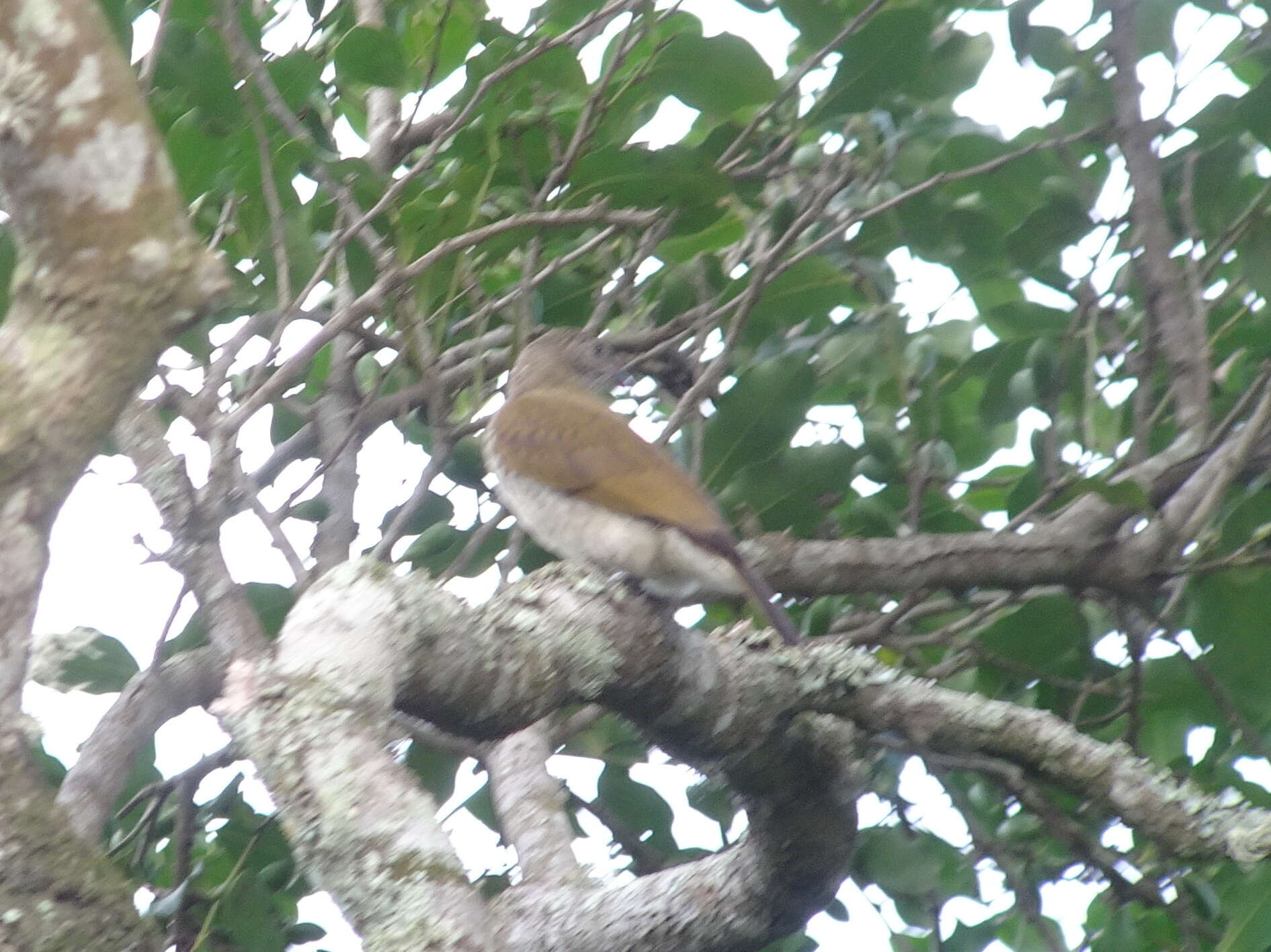 Image of Lesser Honeyguide