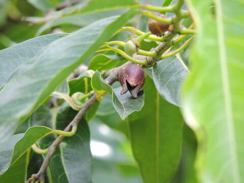 Image of Annona cacans Warm.