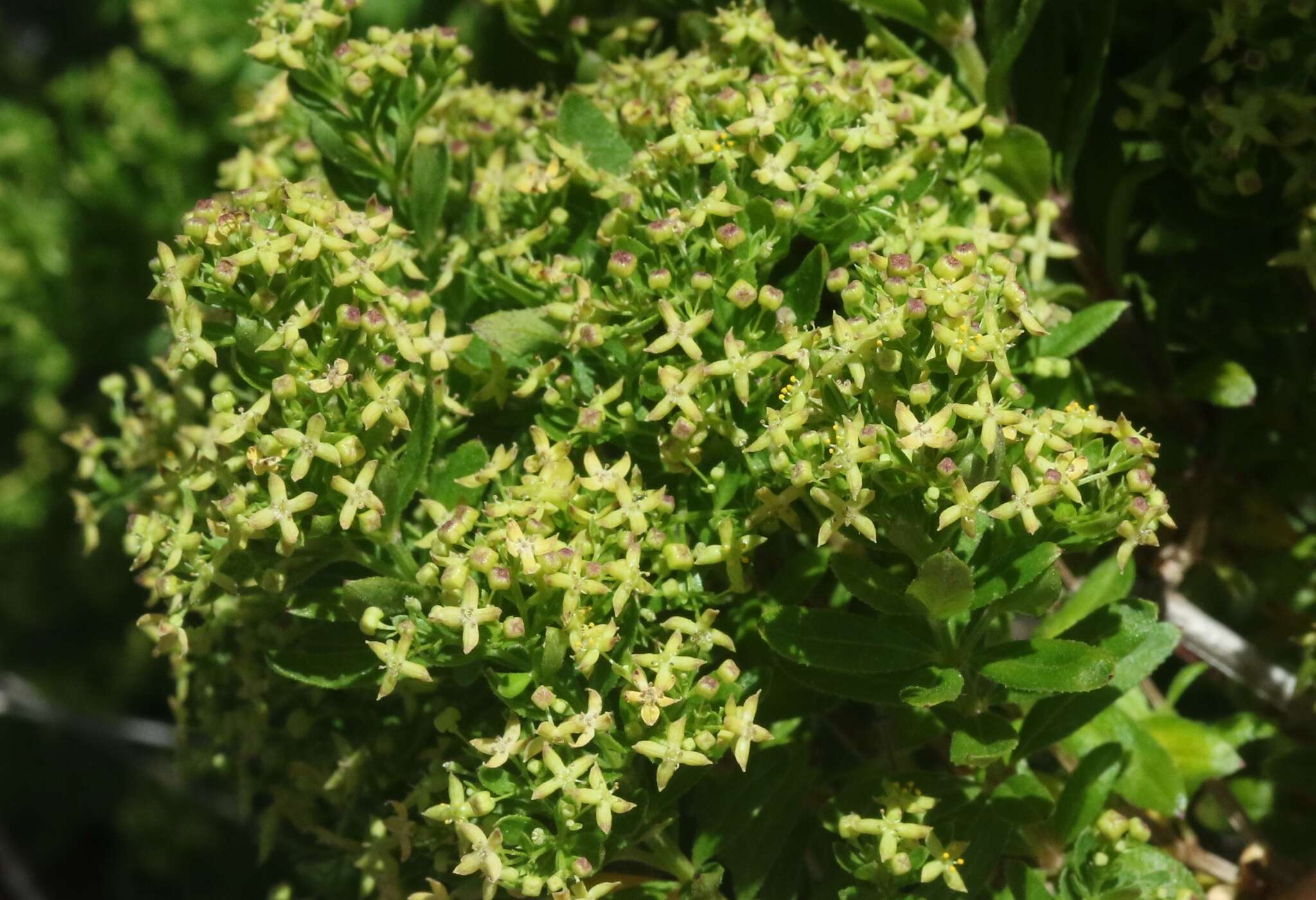 Image de Galium buxifolium Greene