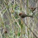 Image of Brown-winged Parrotbill