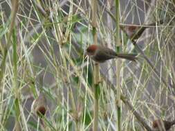 Image of Brown-winged Parrotbill