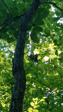 Слика од Tilia americana var. heterophylla (Vent.) Loudon