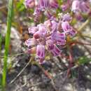 Image of Lachenalia magentea G. D. Duncan