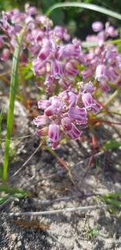 Imagem de Lachenalia magentea G. D. Duncan