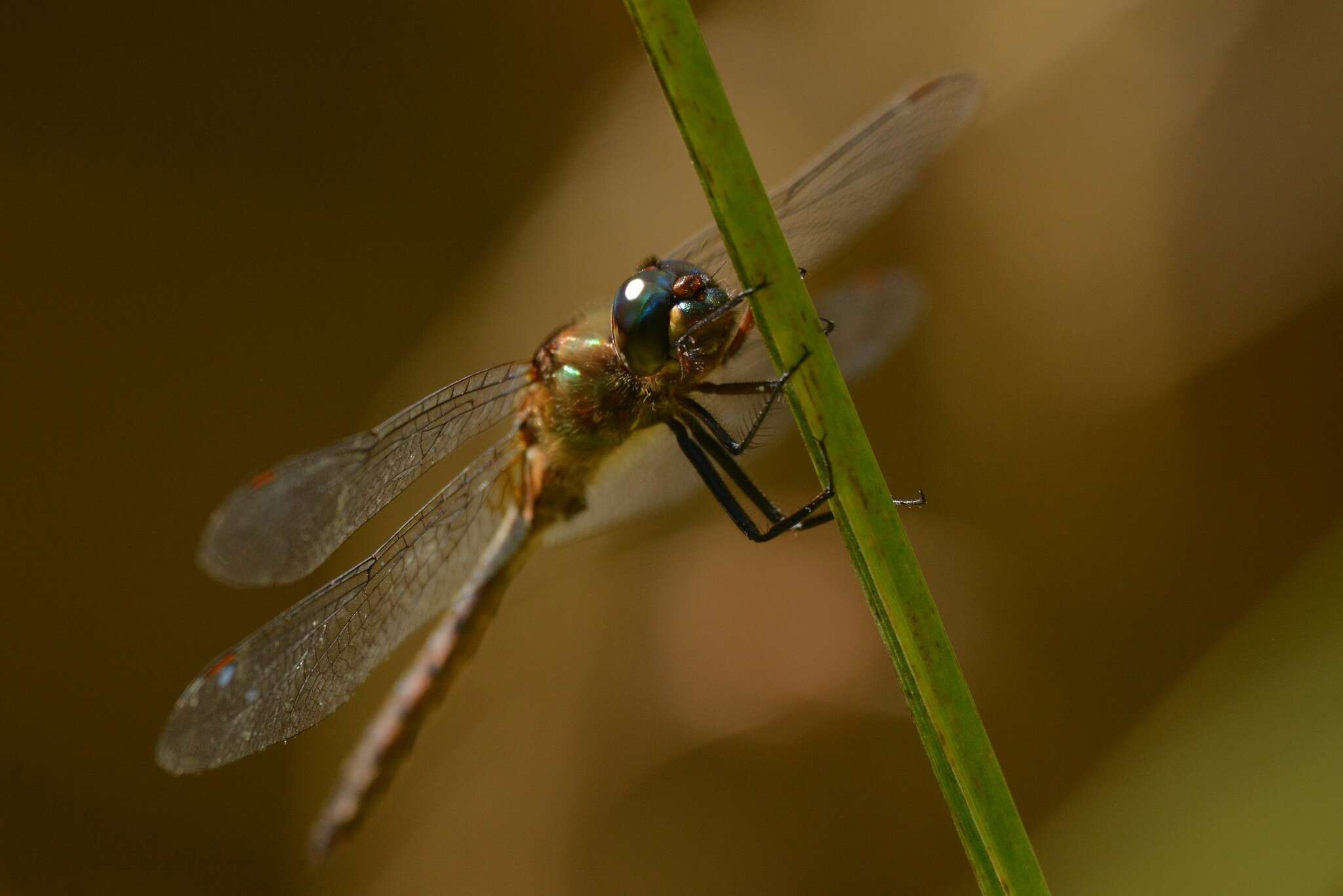 Image of Ranger Dragonfly