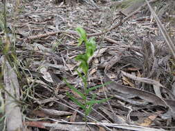 Image of Mallee leafy greenhood