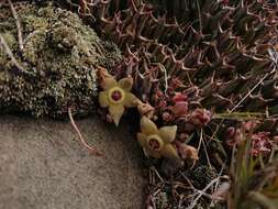 صورة Ceropegia cooperi (N. E. Br.) Bruyns