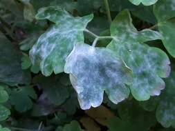 Image of Erysiphe aquilegiae subsp. aquilegiae