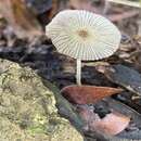 Image of Coprinellus aureogranulatus (Uljé & Aptroot) Redhead, Vilgalys & Moncalvo 2001