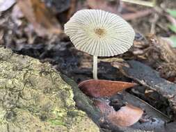 Coprinellus aureogranulatus (Uljé & Aptroot) Redhead, Vilgalys & Moncalvo 2001的圖片