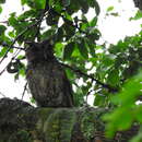 Image of Balsas Screech Owl