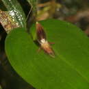 Image of Pleurothallis coriacardia Rchb. fil.