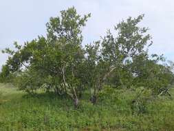 Image of Red bushwillow