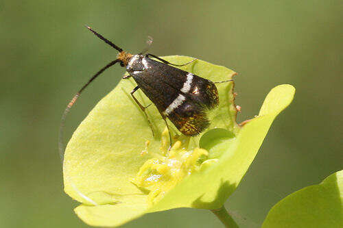 Image of Adela australis Herrich-Schäffer 1855