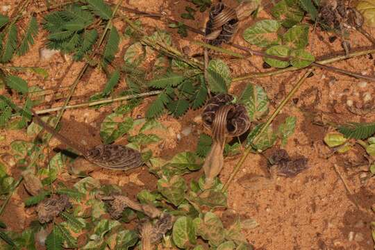 Image of Aristolochia lindneri A. Berger