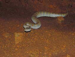 Image of Smooth-scaled Death Adder