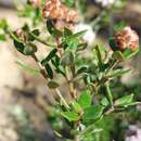 Image of Grevillea buxifolia subsp. ecorniculata P. M. Olde & N. R. Marriott