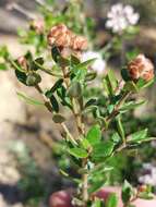 Image of Grevillea buxifolia subsp. ecorniculata P. M. Olde & N. R. Marriott