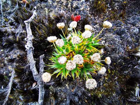 Image of Paepalanthus karstenii Ruhland