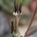 Image de Ceropegia africana subsp. africana