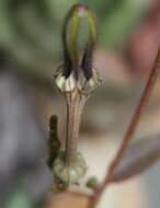 Image of Ceropegia africana subsp. africana